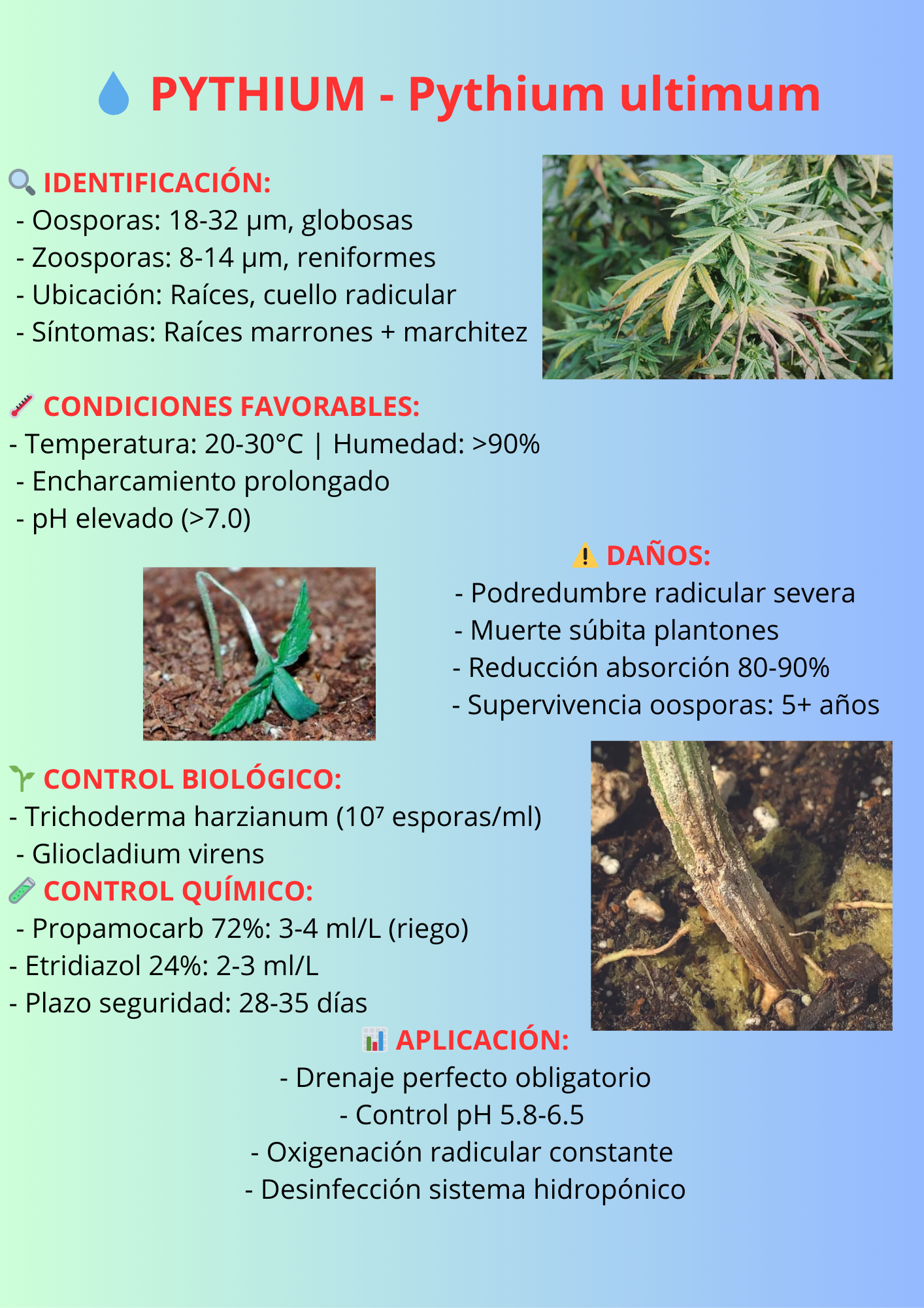 Pythium ultimum